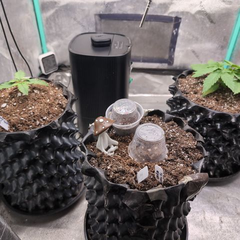 Agnes - Afgooey, (The Seed Fair), 28%, 30/70, (71d/74d/7-9w)459w/ growlog timeline photo