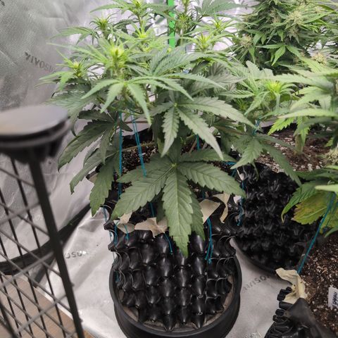 Agnes - Afgooey, (The Seed Fair), 28%, 30/70, (71d/74d/7-9w)459w/ growlog timeline photo