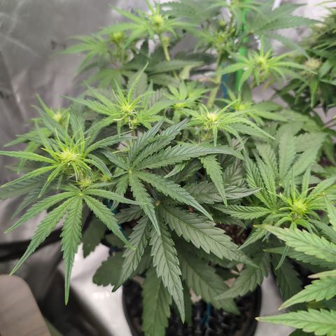 Agnes - Afgooey, (The Seed Fair), 28%, 30/70, (71d/74d/7-9w)459w/ growlog timeline photo