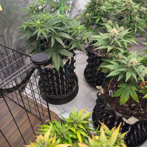 Agnes - Afgooey, (The Seed Fair), 28%, 30/70, (71d/74d/7-9w)459w/ growlog timeline photo