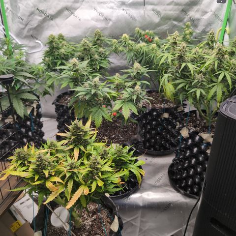 Agnes - Afgooey, (The Seed Fair), 28%, 30/70, (71d/74d/7-9w)459w/ growlog timeline photo