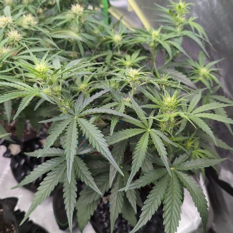 Agnes - Afgooey, (The Seed Fair), 28%, 30/70, (71d/74d/7-9w)459w/ growlog timeline photo