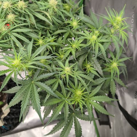 Agnes - Afgooey, (The Seed Fair), 28%, 30/70, (71d/74d/7-9w)459w/ growlog timeline photo
