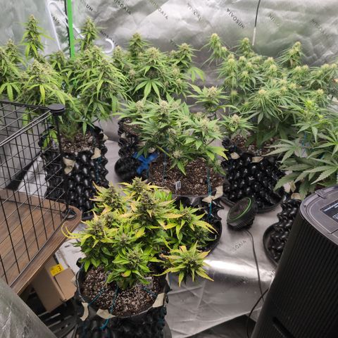 Agnes - Afgooey, (The Seed Fair), 28%, 30/70, (71d/74d/7-9w)459w/ growlog timeline photo