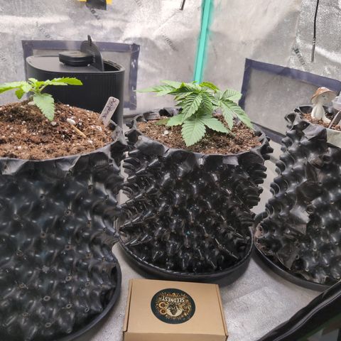 Agnes - Afgooey, (The Seed Fair), 28%, 30/70, (71d/74d/7-9w)459w/ growlog timeline photo