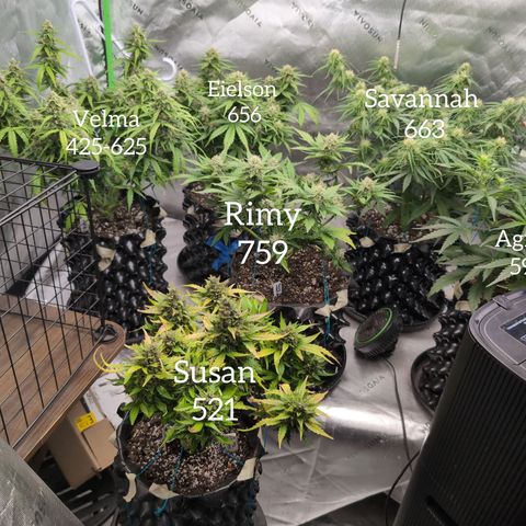 Agnes - Afgooey, (The Seed Fair), 28%, 30/70, (71d/74d/7-9w)459w/ growlog timeline photo