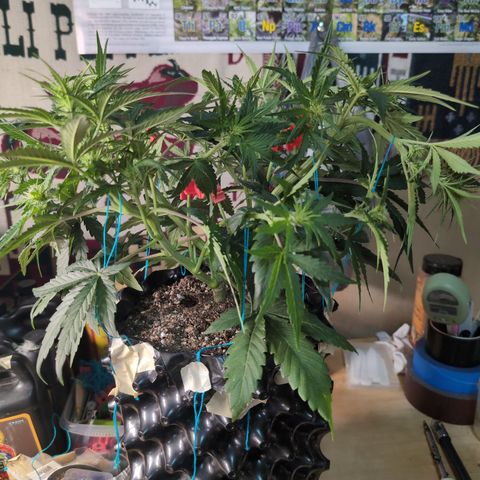 Agnes - Afgooey, (The Seed Fair), 28%, 30/70, (71d/74d/7-9w)459w/ growlog timeline photo
