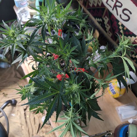 Agnes - Afgooey, (The Seed Fair), 28%, 30/70, (71d/74d/7-9w)459w/ growlog timeline photo