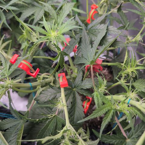 Agnes - Afgooey, (The Seed Fair), 28%, 30/70, (71d/74d/7-9w)459w/ growlog timeline photo