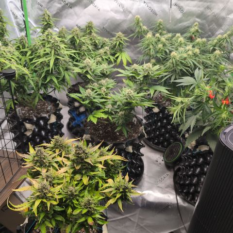 Agnes - Afgooey, (The Seed Fair), 28%, 30/70, (71d/74d/7-9w)459w/ growlog timeline photo