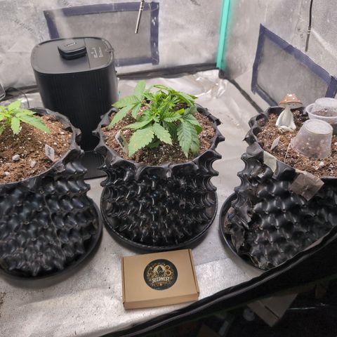 Agnes - Afgooey, (The Seed Fair), 28%, 30/70, (71d/74d/7-9w)459w/ growlog timeline photo