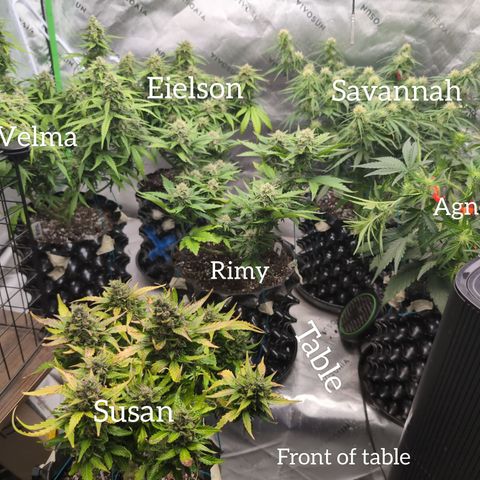 Agnes - Afgooey, (The Seed Fair), 28%, 30/70, (71d/74d/7-9w)459w/ growlog timeline photo