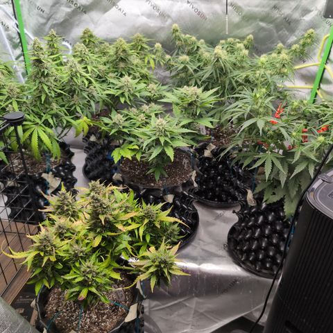 Agnes - Afgooey, (The Seed Fair), 28%, 30/70, (71d/74d/7-9w)459w/ growlog timeline photo