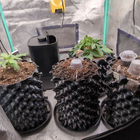 Agnes - Afgooey, (The Seed Fair), 28%, 30/70, (71d/74d/7-9w)459w/ growlog timeline photo