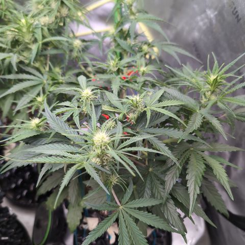 Agnes - Afgooey, (The Seed Fair), 28%, 30/70, (71d/74d/7-9w)459w/ growlog timeline photo
