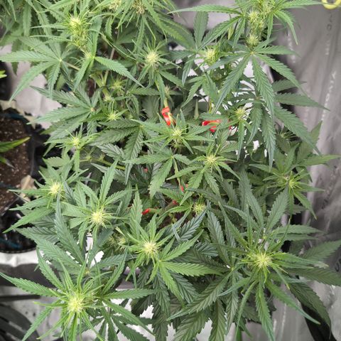 Agnes - Afgooey, (The Seed Fair), 28%, 30/70, (71d/74d/7-9w)459w/ growlog timeline photo