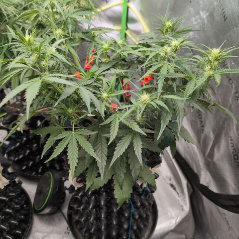 Agnes - Afgooey, (The Seed Fair), 28%, 30/70, (71d/74d/7-9w)459w/ growlog timeline photo