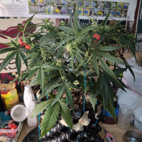 Agnes - Afgooey, (The Seed Fair), 28%, 30/70, (71d/74d/7-9w)459w/ growlog timeline photo