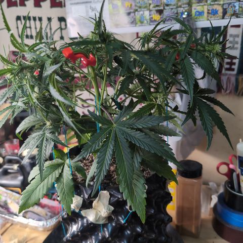 Agnes - Afgooey, (The Seed Fair), 28%, 30/70, (71d/74d/7-9w)459w/ growlog timeline photo