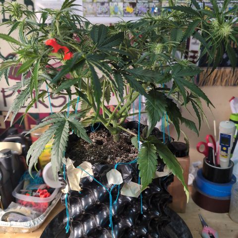 Agnes - Afgooey, (The Seed Fair), 28%, 30/70, (71d/74d/7-9w)459w/ growlog timeline photo