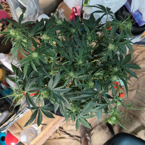 Agnes - Afgooey, (The Seed Fair), 28%, 30/70, (71d/74d/7-9w)459w/ growlog timeline photo
