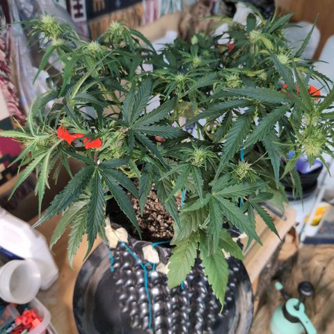 Agnes - Afgooey, (The Seed Fair), 28%, 30/70, (71d/74d/7-9w)459w/ growlog timeline photo