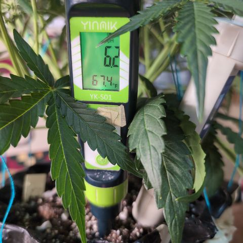 Agnes - Afgooey, (The Seed Fair), 28%, 30/70, (71d/74d/7-9w)459w/ growlog timeline photo