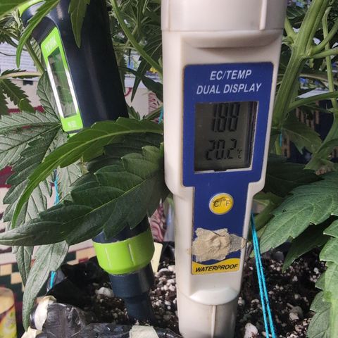 Agnes - Afgooey, (The Seed Fair), 28%, 30/70, (71d/74d/7-9w)459w/ growlog timeline photo
