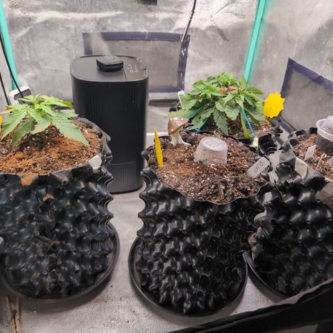 Agnes - Afgooey, (The Seed Fair), 28%, 30/70, (71d/74d/7-9w)459w/ growlog timeline photo