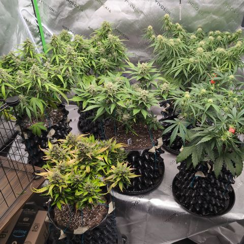 Agnes - Afgooey, (The Seed Fair), 28%, 30/70, (71d/74d/7-9w)459w/ growlog timeline photo