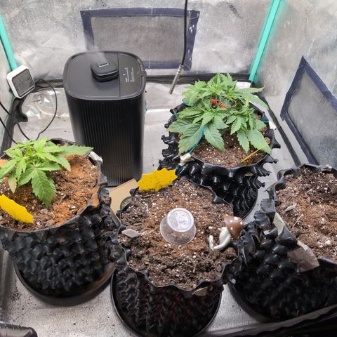 Agnes - Afgooey, (The Seed Fair), 28%, 30/70, (71d/74d/7-9w)459w/ growlog timeline photo