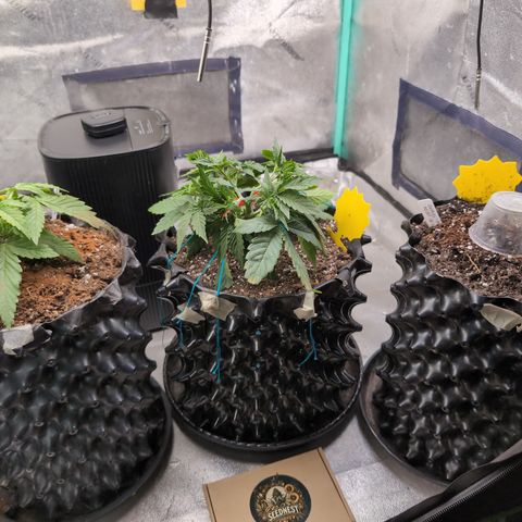 Agnes - Afgooey, (The Seed Fair), 28%, 30/70, (71d/74d/7-9w)459w/ growlog timeline photo