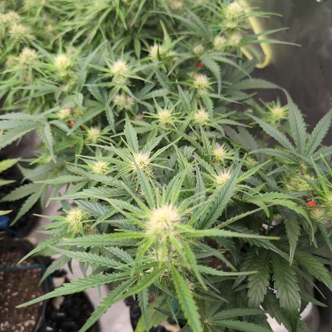 Agnes - Afgooey, (The Seed Fair), 28%, 30/70, (71d/74d/7-9w)459w/ growlog timeline photo