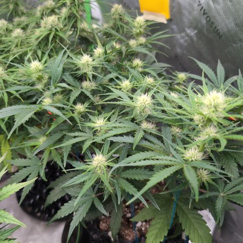 Agnes - Afgooey, (The Seed Fair), 28%, 30/70, (71d/74d/7-9w)459w/ growlog timeline photo