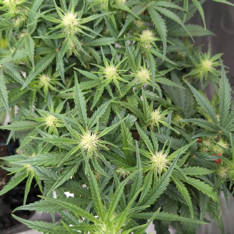 Agnes - Afgooey, (The Seed Fair), 28%, 30/70, (71d/74d/7-9w)459w/ growlog timeline photo