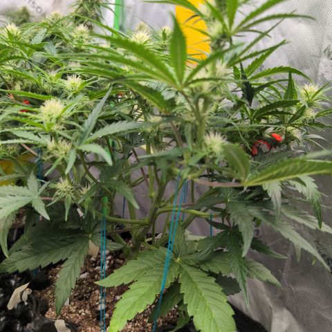 Agnes - Afgooey, (The Seed Fair), 28%, 30/70, (71d/74d/7-9w)459w/ growlog timeline photo