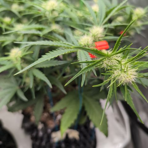Agnes - Afgooey, (The Seed Fair), 28%, 30/70, (71d/74d/7-9w)459w/ growlog timeline photo
