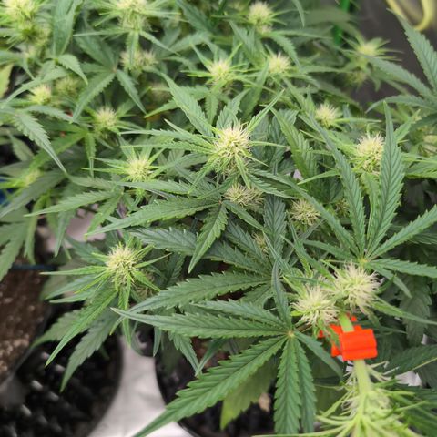 Agnes - Afgooey, (The Seed Fair), 28%, 30/70, (71d/74d/7-9w)459w/ growlog timeline photo
