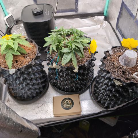Agnes - Afgooey, (The Seed Fair), 28%, 30/70, (71d/74d/7-9w)459w/ growlog timeline photo