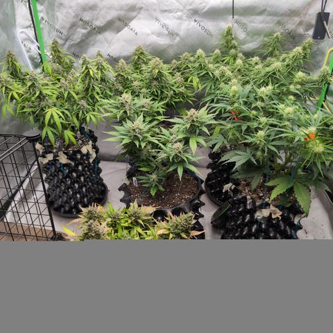 Agnes - Afgooey, (The Seed Fair), 28%, 30/70, (71d/74d/7-9w)459w/ growlog timeline photo