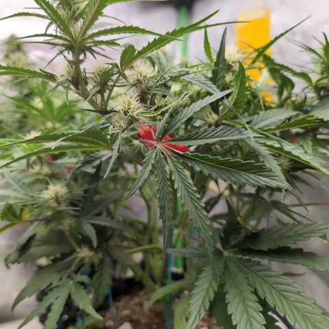 Agnes - Afgooey, (The Seed Fair), 28%, 30/70, (71d/74d/7-9w)459w/ growlog timeline photo