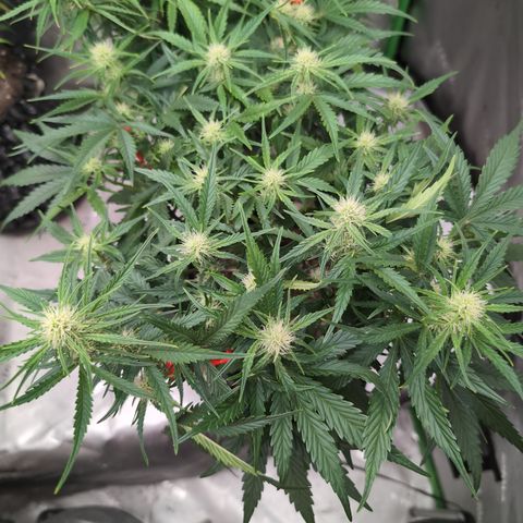 Agnes - Afgooey, (The Seed Fair), 28%, 30/70, (71d/74d/7-9w)459w/ growlog timeline photo
