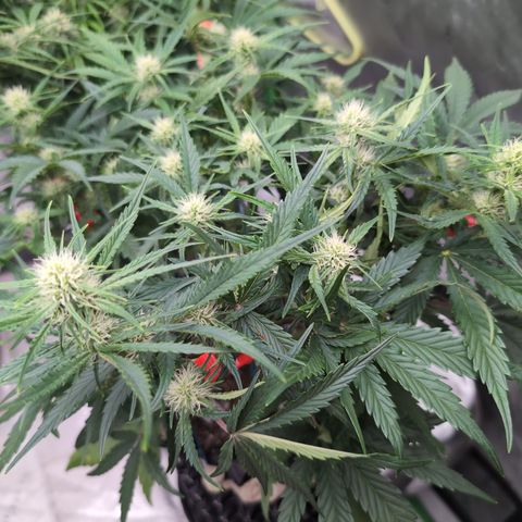 Agnes - Afgooey, (The Seed Fair), 28%, 30/70, (71d/74d/7-9w)459w/ growlog timeline photo
