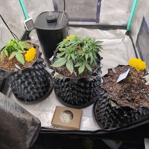 Agnes - Afgooey, (The Seed Fair), 28%, 30/70, (71d/74d/7-9w)459w/ growlog timeline photo
