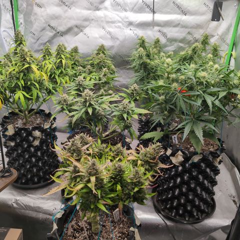 Agnes - Afgooey, (The Seed Fair), 28%, 30/70, (71d/74d/7-9w)459w/ growlog timeline photo