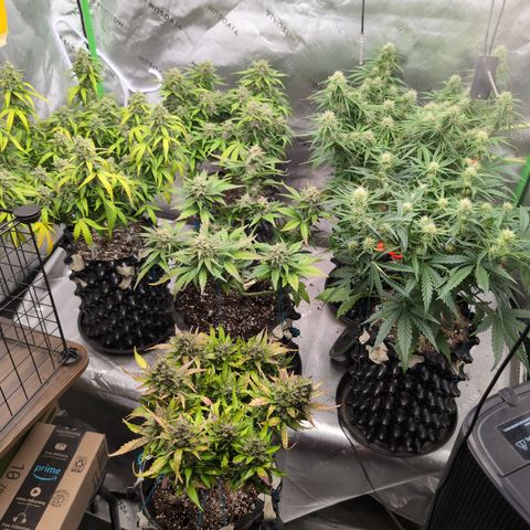 Agnes - Afgooey, (The Seed Fair), 28%, 30/70, (71d/74d/7-9w)459w/ growlog timeline photo