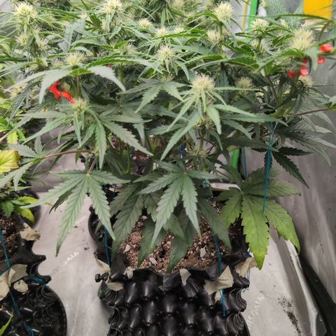 Agnes - Afgooey, (The Seed Fair), 28%, 30/70, (71d/74d/7-9w)459w/ growlog timeline photo