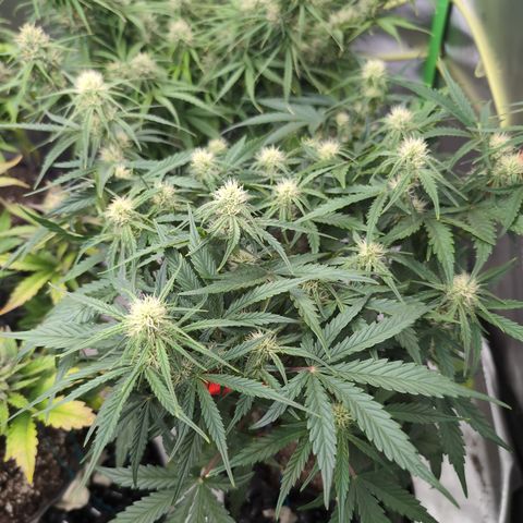 Agnes - Afgooey, (The Seed Fair), 28%, 30/70, (71d/74d/7-9w)459w/ growlog timeline photo