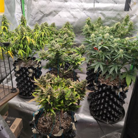 Agnes - Afgooey, (The Seed Fair), 28%, 30/70, (71d/74d/7-9w)459w/ growlog timeline photo