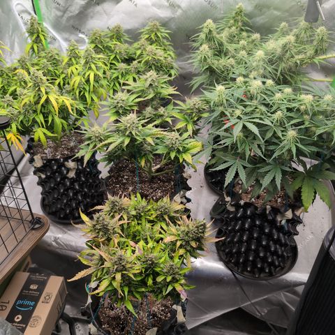 Agnes - Afgooey, (The Seed Fair), 28%, 30/70, (71d/74d/7-9w)459w/ growlog timeline photo